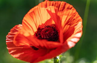 Urlaub im Oderbruch | Ferienwohnungen in Altlewin und Gusow-Platkow | Impressionen