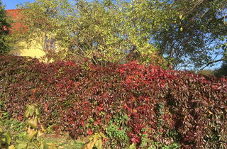 Urlaub im Oderbruch | Ferienwohnungen in Altlewin und Gusow-Platkow | Impressionen