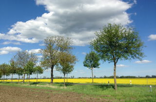 Urlaub im Oderbruch | Ferienwohnungen in Altlewin und Gusow-Platkow | Impressionen