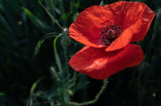 Urlaub im Oderbruch | Ferienwohnungen in Altlewin und Gusow-Platkow | Impressionen