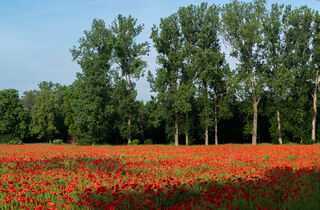 Urlaub im Oderbruch | Ferienwohnungen in Altlewin und Gusow-Platkow