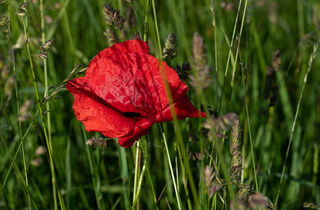 Urlaub im Oderbruch | Ferienwohnungen in Altlewin und Gusow-Platkow | Impressionen