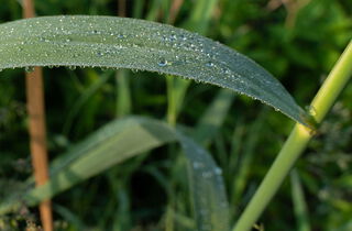 Urlaub im Oderbruch | Ferienwohnungen in Altlewin und Gusow-Platkow | Impressionen