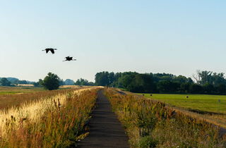Urlaub im Oderbruch | Ferienwohnungen in Altlewin und Gusow-Platkow